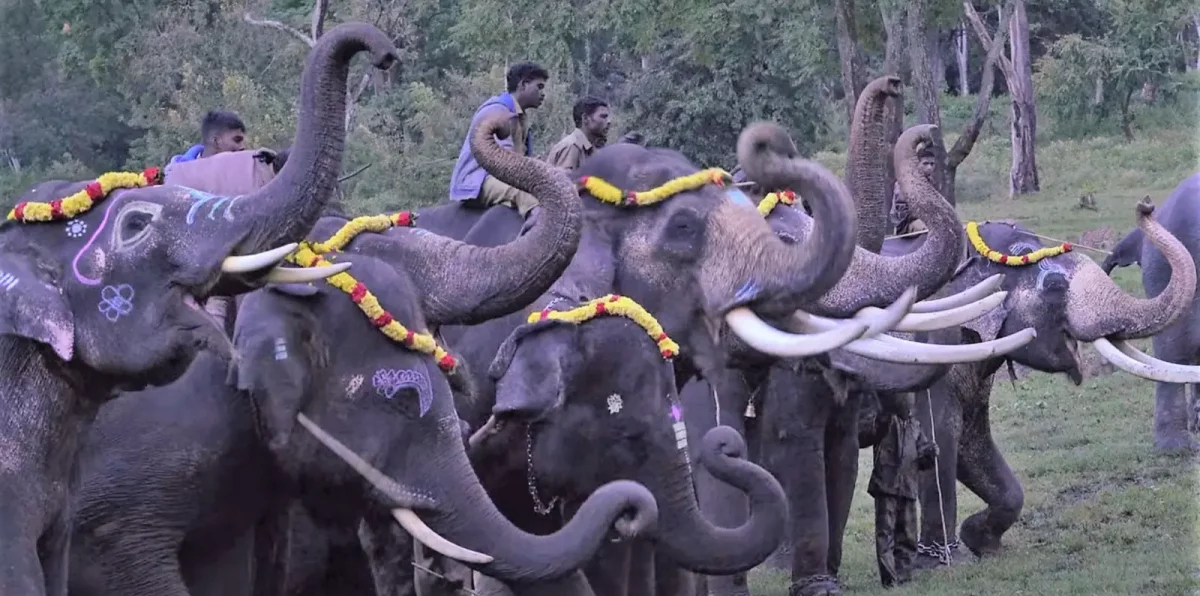 The Elephant Whisperers | Film Threat