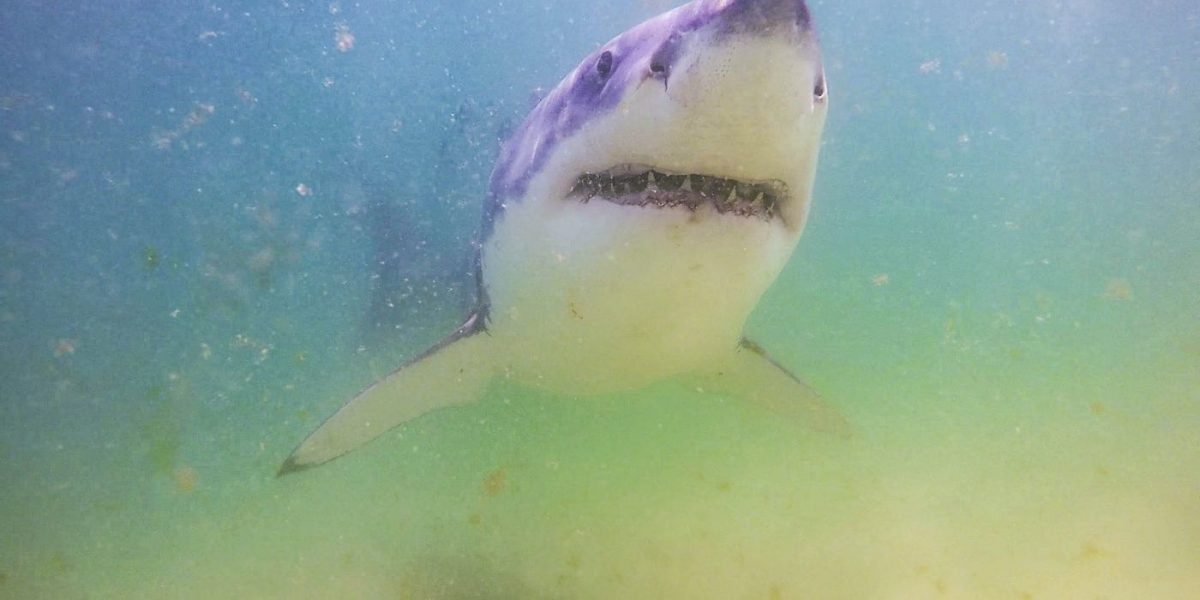 HBO Documentary Dives Into Shark Tale