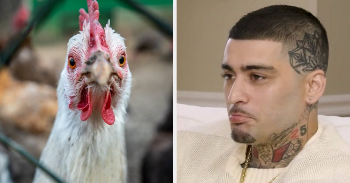 Zayn Malik Got Super Emotional While Recalling How His Chicken Died In His Arms After A Vet Laughed At Him And Refused To Treat It And People Can’t Cope