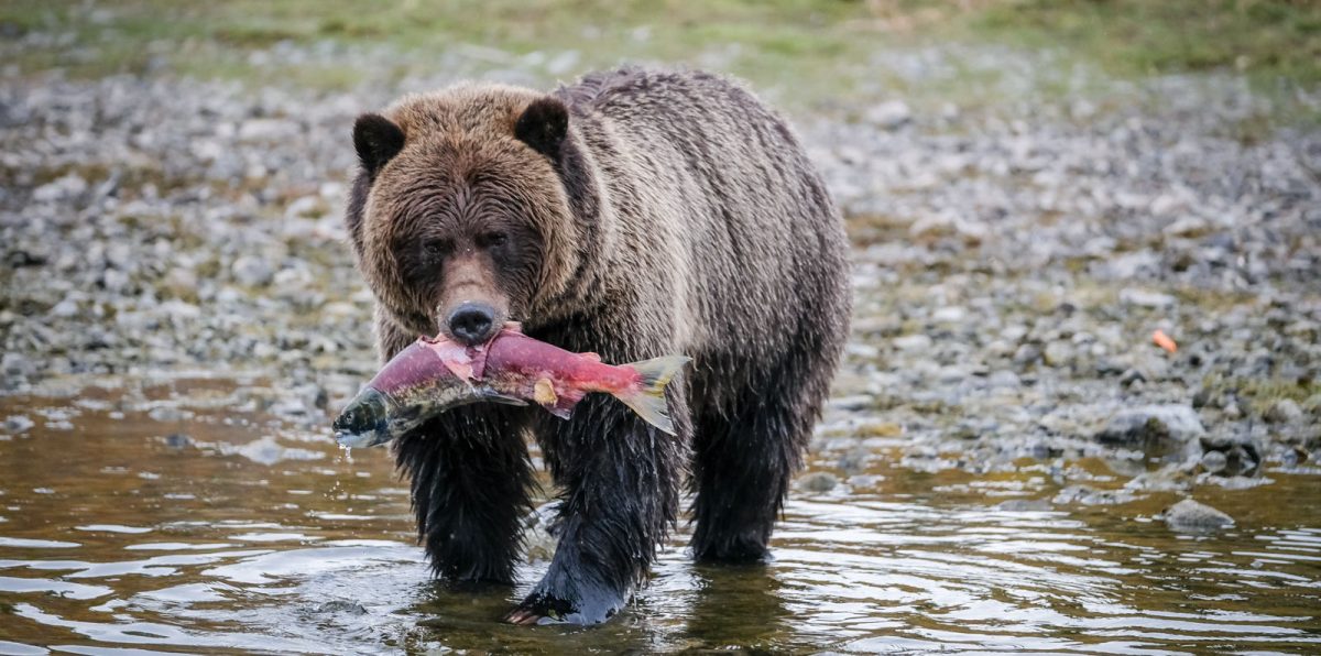 The Salmon’s Call Featured, Reviews Film Threat